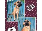 Adopt Ella a Black Mouth Cur