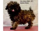 Adopt Olivia Owl a Shih Tzu, Poodle
