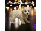 Adopt Marlana a Cavalier King Charles Spaniel, Poodle