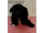 Adopt Patrick Panther a Australian Shepherd, Poodle
