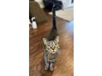 Adopt Primrose (24-073 C) a Domestic Short Hair