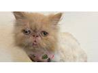 Adopt Karen a Persian