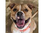 Adopt Zoey a Mixed Breed