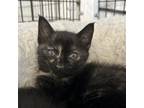 Adopt Pancake a Domestic Short Hair