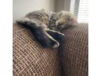 Adopt Rue a Domestic Medium Hair