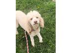 Adopt Maggie a Poodle