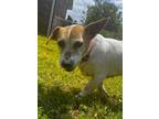 Adopt Holly a Jack Russell Terrier
