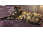 Adopt Callie a Domestic Short Hair