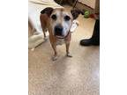 Adopt penny a Mixed Breed
