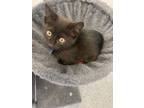 Adopt Pepsi a Domestic Short Hair