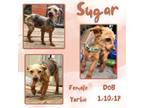 Adopt Sugar a Yorkshire Terrier