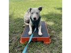 Adopt June a Pit Bull Terrier, Labrador Retriever