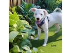 Adopt June a Pit Bull Terrier, Labrador Retriever