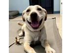 Adopt May a Pit Bull Terrier, Labrador Retriever