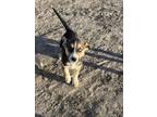 Adopt Snickers a English Coonhound, Labrador Retriever