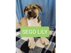 Adopt Sego Lily a Husky, German Shepherd Dog