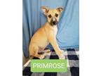 Adopt Primrose a Husky, German Shepherd Dog