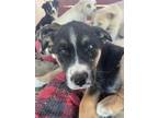 Adopt Twix a English Coonhound, Labrador Retriever