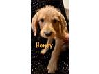 Adopt Honey a Mixed Breed