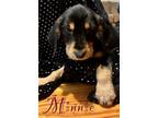 Adopt Minnie a Poodle, Labrador Retriever