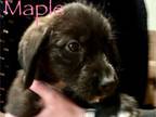 Adopt Maple a Poodle, Labrador Retriever
