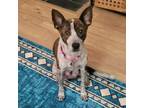 Adopt Oreo a Cattle Dog