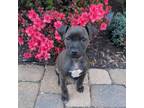 Adopt Sweet Kona a Pit Bull Terrier, Terrier