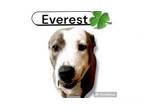Adopt Everest a American Staffordshire Terrier