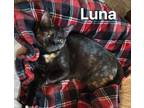 Adopt Luna * a Domestic Short Hair