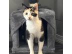 Adopt Judice a Domestic Short Hair