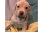 Adopt Honey Spice a Labrador Retriever