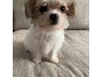 Shih Tzu Puppy for sale in Louisville, KY, USA