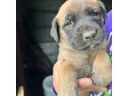 Great Dane Puppy for sale in Coeburn, VA, USA
