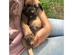 Great Dane Puppy for sale in Coeburn, VA, USA
