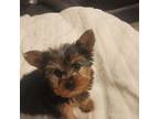 Yorkshire Terrier Puppy for sale in Georgetown, TN, USA