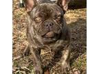 French Bulldog Puppy for sale in Breezewood, PA, USA