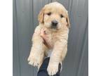 Golden Retriever Puppy for sale in Cassopolis, MI, USA