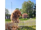 Golden Retriever Puppy for sale in New Boston, MI, USA