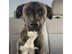 Adopt Bella a Plott Hound