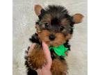 Yorkshire Terrier Puppy for sale in Belding, MI, USA