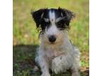 Schnauzer (Miniature) Puppy for sale in Milton, FL, USA