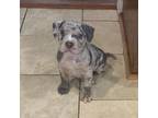 American Staffordshire Terrier Puppy for sale in Hartsville, SC, USA