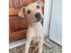 Adopt Suzette a Mixed Breed