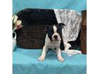 Boston Terrier Puppy for sale in Nappanee, IN, USA