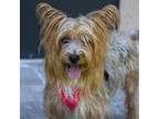 Adopt Ripley a Silky Terrier, Yorkshire Terrier
