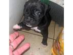 Boxer Puppy for sale in Port Orange, FL, USA