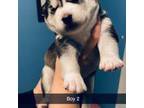 Siberian Husky Puppy for sale in Scottville, MI, USA