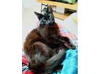 Adopt Roulette "Roo" a Domestic Short Hair