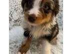 Miniature Australian Shepherd Puppy for sale in Surprise, AZ, USA