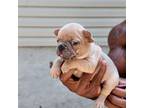 French Bulldog Puppy for sale in Ludowici, GA, USA